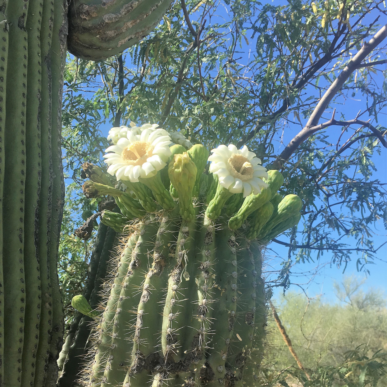 Saguaro flowers